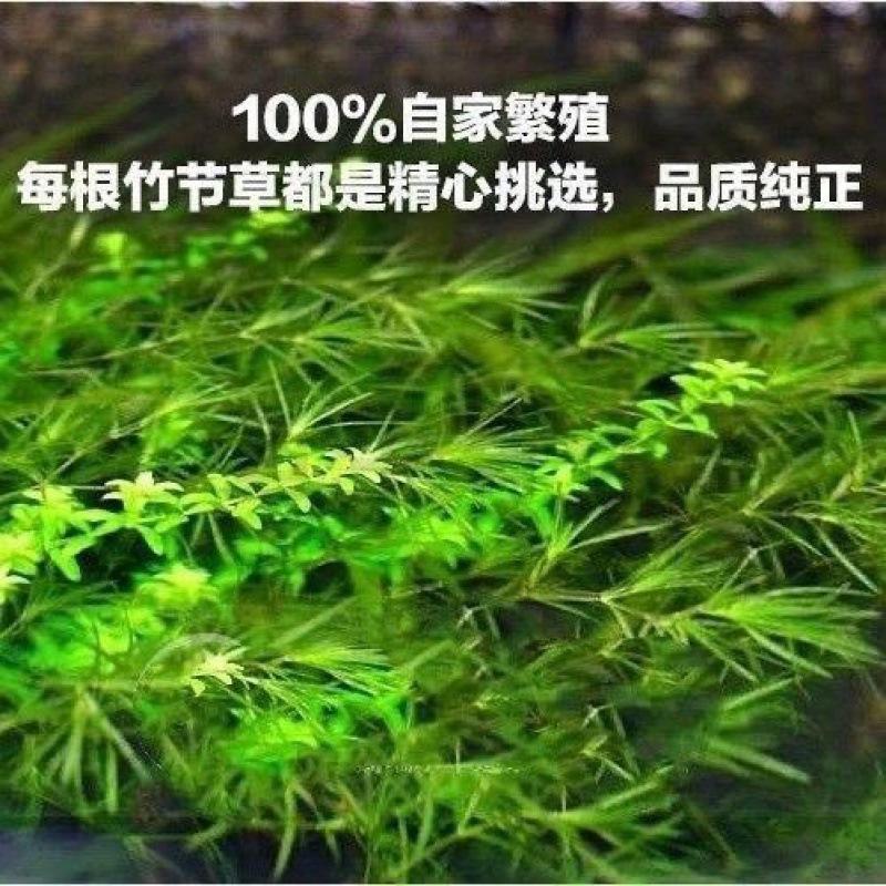 竹节草鱼缸孔雀鱼活淡水体观赏鱼小型热带鱼小草绿菊小鱼躲避草