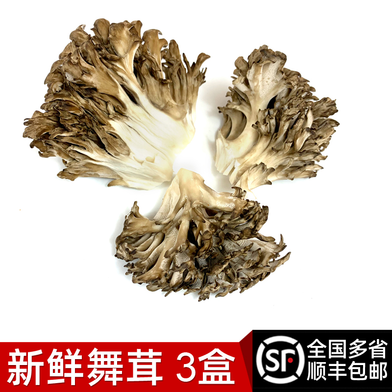 新鲜舞茸150g*3盒 灰树花新鲜真菌舞茸菌舞茸茶煲汤食材 顺丰包邮