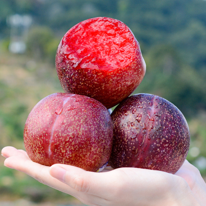 现货 5斤智利恐龙蛋李子新鲜红心血丝李凤凰李当季孕妇水果包邮