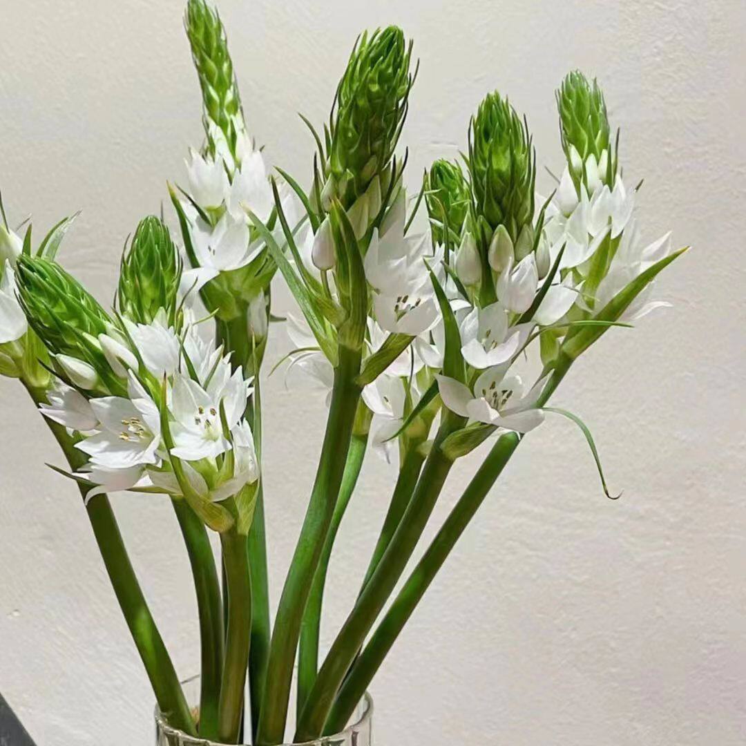 雀梅鲜花水养插花小清新花束家庭办公室插花昆明直发