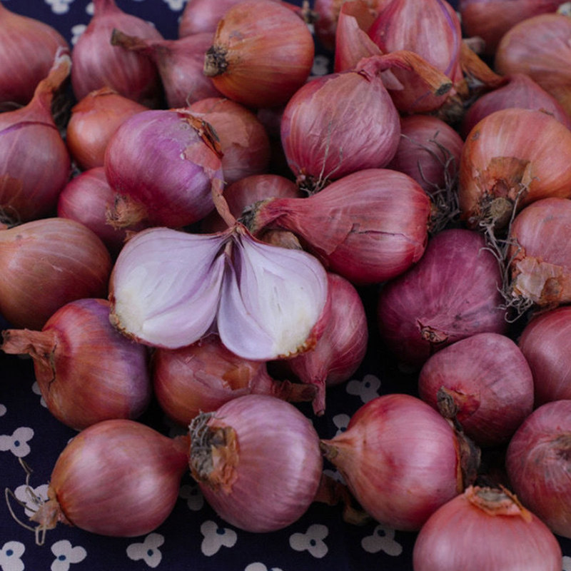 新品红葱头圆葱干葱头广东新鲜5斤包邮东北小毛葱鬼子
