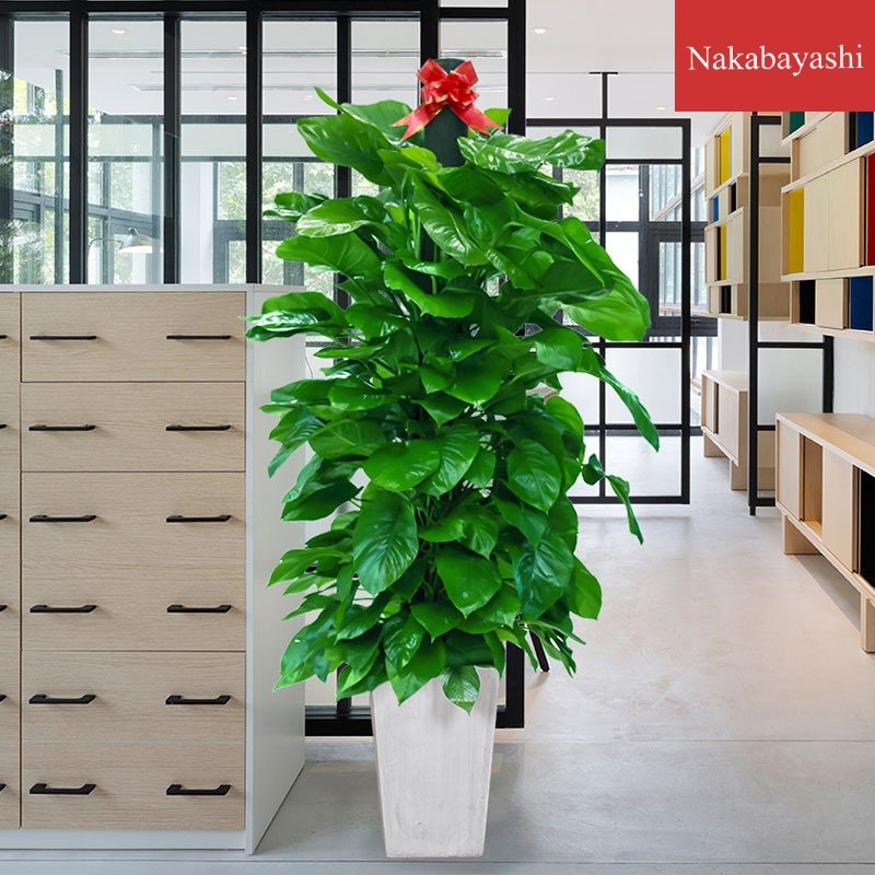 大叶绿萝盆栽 大型绿萝绿萝柱 绿植吸收绿萝盆栽景好