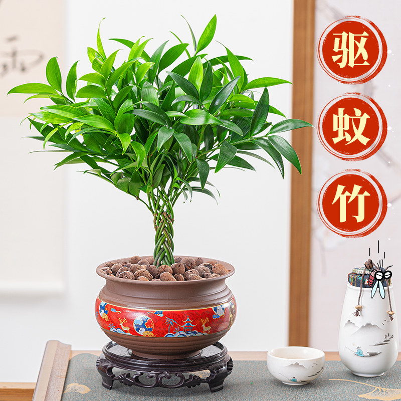 驱蚊竹盆栽花卉植物室内花清香木苗办公桌客厅好养四季防蚊虫花草