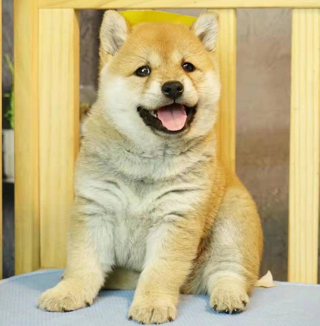 纯种柴犬幼犬赤柴黑色豆柴幼崽日本柴犬幼犬秋田幼犬活体中小型犬