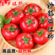 普罗旺斯沙瓤西红柿新鲜自然熟当季水果番茄蔬菜生吃现货5斤包邮