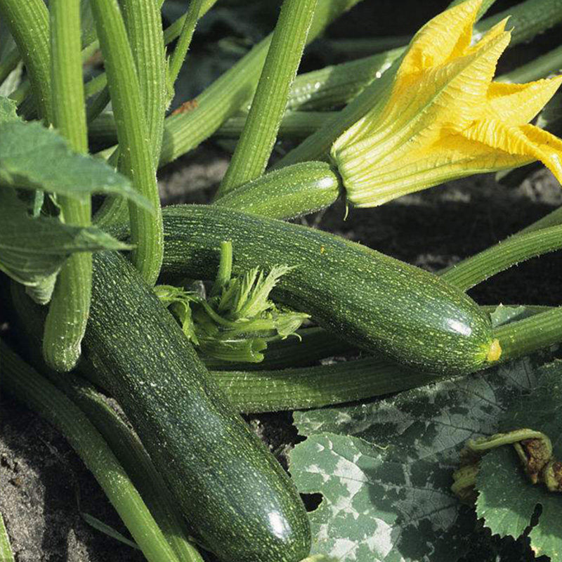 非洲丽人西葫芦种苗高产抗病口感好春季四季阳台青南瓜蔬菜种籽苗
