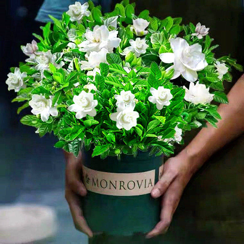 栀子花庭院浓香型盆栽树苗水培好养绿植物室内四季开花带花苞花卉