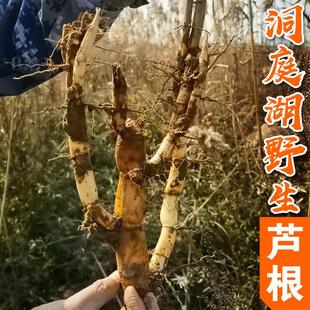 洞庭湖纯天然芦根中药材500g干芦苇根新鲜芦根茶藕节芦根白茅根汤