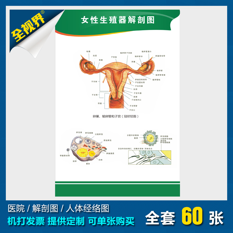生殖女器女性解剖图人体