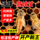 活体意蜂王高产种蜂王开产新王包活优质黑蜂交尾西蜂群纯种包产卵