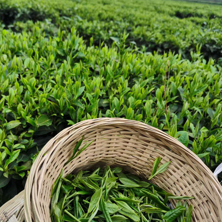 2022新品沅陵碣滩茶 2022绿茶新茶 官庄毛尖 干发茶叶常规毛尖 20