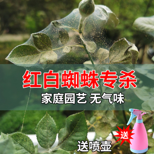 红蜘蛛专用药月季玫瑰杀螨虫黄蜘蛛白蜘蛛杀虫剂花药病虫害送喷壶