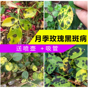 黑斑病叶斑病龙沙宝石彩云月季果汁阳台玫瑰树月花卉家用杀菌剂药