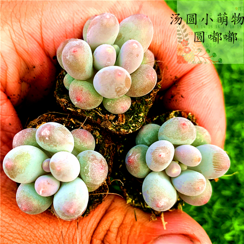 高档多肉植物汤圆糖豆手指奶新品韩货超萌迷你圆滚滚吸甲醛10实用