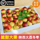 正宗陕西大荔冬枣新鲜应当季水果脆甜枣子现摘整箱3斤5斤顺丰包邮