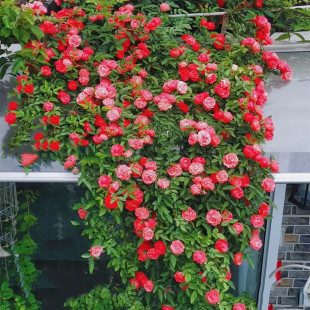 四季橙木香花苗红黄白木香爬藤蔷薇藤本月季植物庭院阳台花卉抗病