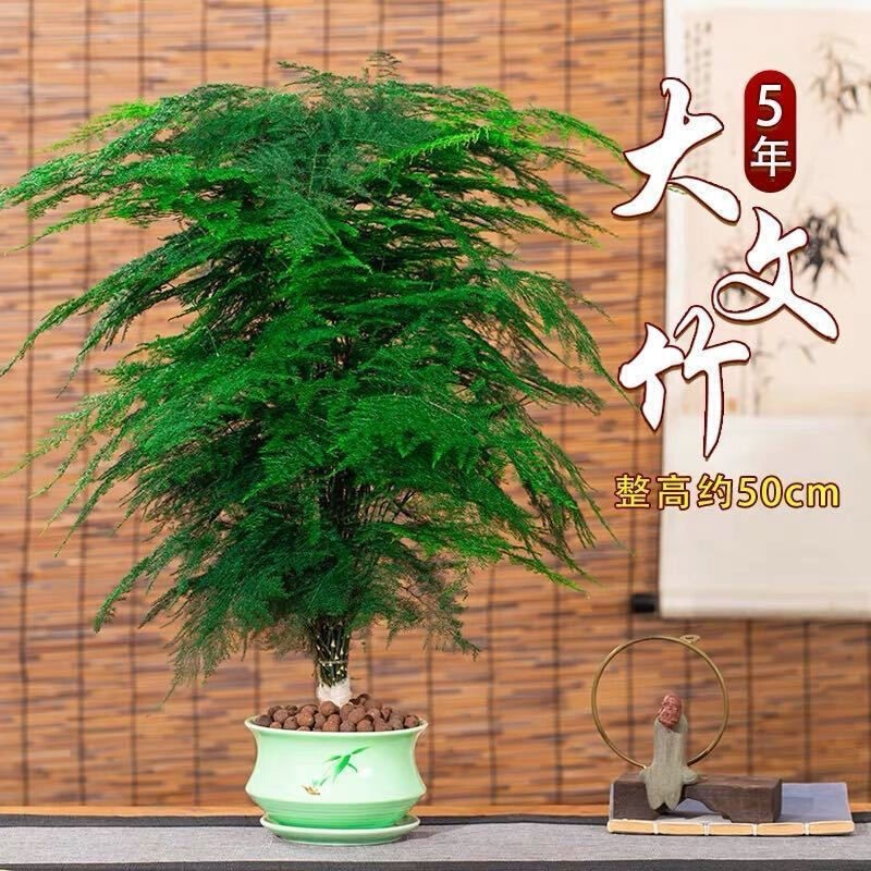 大文竹盆栽室内花卉植物客厅大型盆景办公室桌f面四季常青绿植