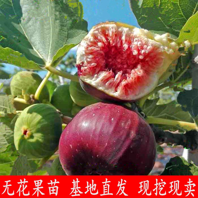 无花果苗树苗四季波姬红当年结果盆栽地栽带果特大南北方室内庭院