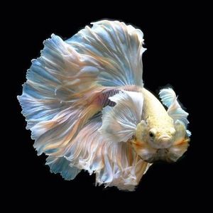 泰国斗鱼将军图片