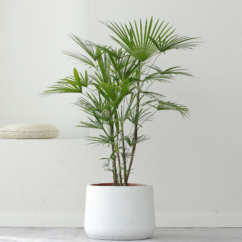 屿路室内大型观叶植物植物孔雀盆栽大型绿植