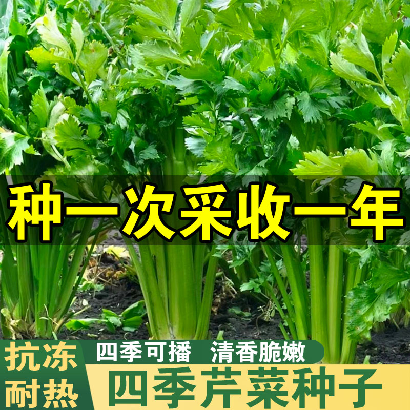 芹菜种孑四季小香芹菜籽阳台庭院种植易活高产西芹耐寒耐热蔬菜子