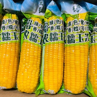 张家口甜糯玉米新鲜现摘大董占和东北甜粘黑色正宗真空即食苞米棒