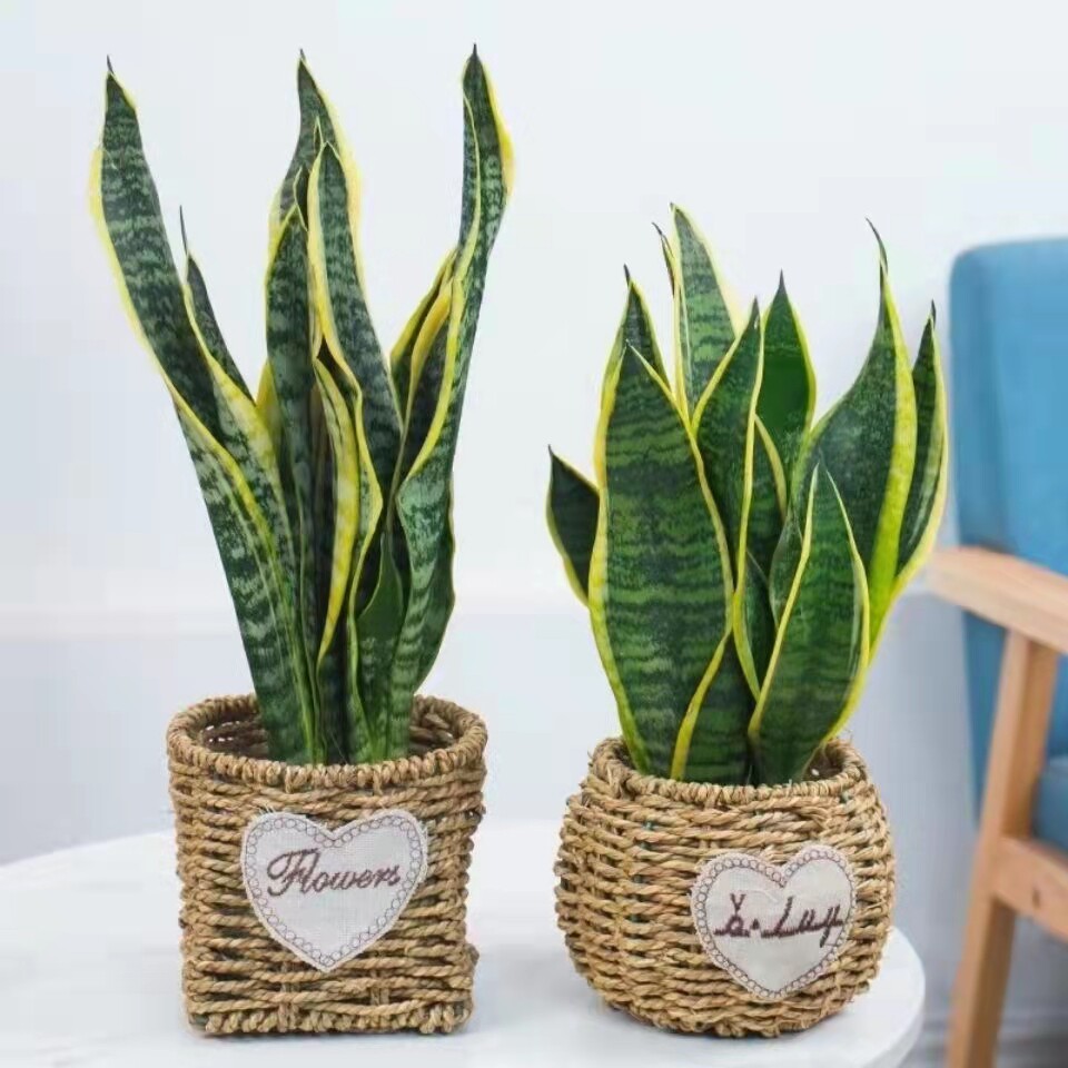 虎尾兰植物室内吸甲醛