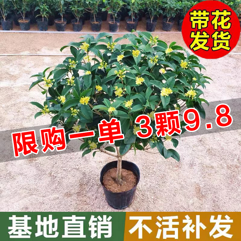 桂花盆栽室内客厅四季桂花绿植金桂树苗花卉浓香型阳台四季开花