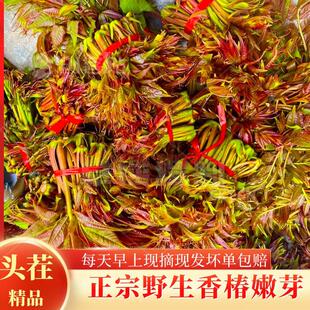 现货】新鲜香椿芽野生露天红油香椿头嫩芽现摘现发当季蔬菜冷链茬