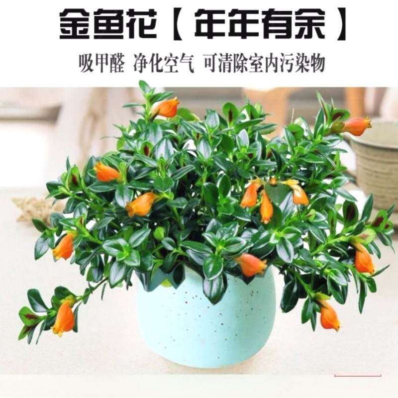 金鱼花吊兰盆栽四季观花植物办公室内净化空气花卉吸甲醛桌面绿植