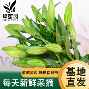 大多头香水百合鲜花云南直发昆明基地斗南水养插花混色花束花卉