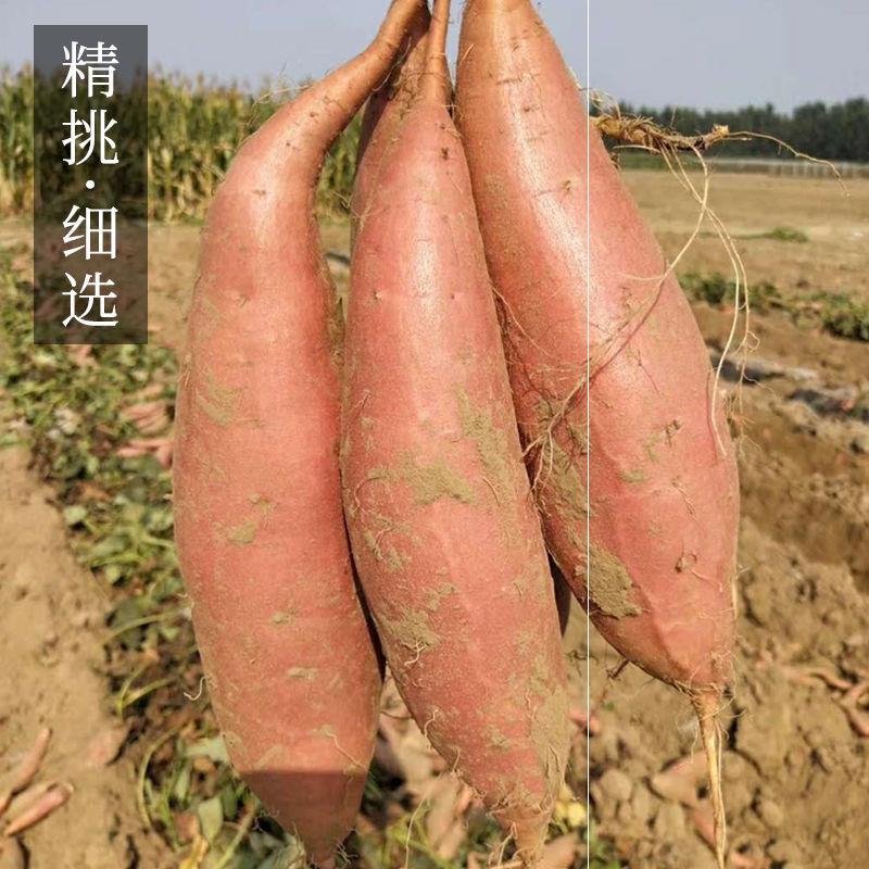 烟薯25号新鲜现挖沙地红糖心蜜薯超甜番薯地瓜山东510斤红薯