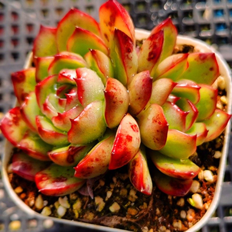 宝莉安娜多肉植物红边肉肉盆栽室内好养活群生老桩保利安娜新手肉