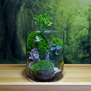 【进阶款】飞流直下苔藓微景观diy素材包室内桌面绿植生态瓶材料