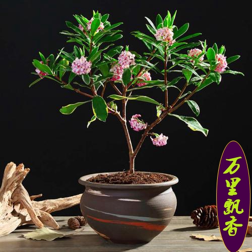 金边瑞香怎么养