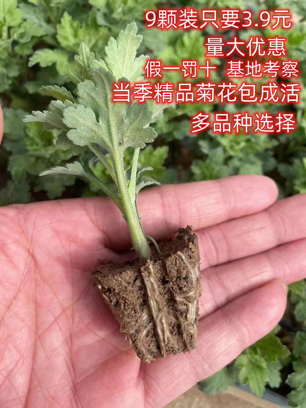 四季开花菊花苗小苗盆栽地栽雏菊苗室