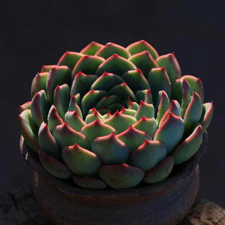 艳姬多肉植物巨大株单头梦想花园新品种货肉绿植多肉植物