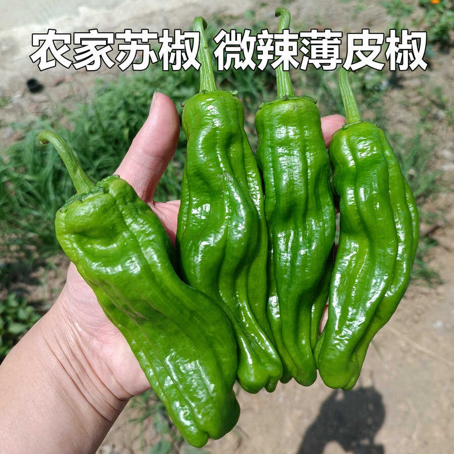 农家青椒薄皮辣椒新鲜蔬菜微辣皱皮辣