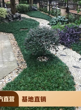 矮麦冬草庭院别墅绿化玉龙草细叶麦冬草草坪植物耐寒常青长叶麦冬