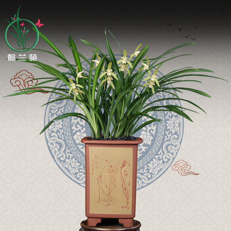 金丝马尾兰花