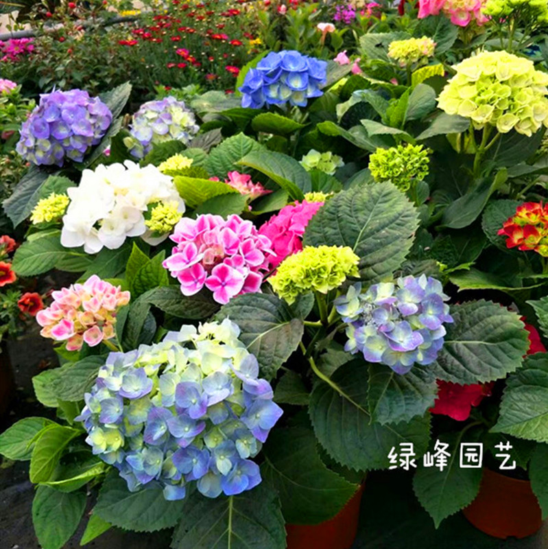 绣球进口无尽夏丽娜紫阳花八仙花花园露天地栽宿根带土发货