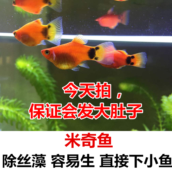 米奇月光鱼胎生小型观赏鱼热带鱼养活新手鱼包鱼