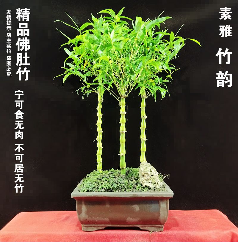 月畅佛肚竹盆栽罗汉竹葫芦竹阳台室内绿植观赏竹竹子植物办公室