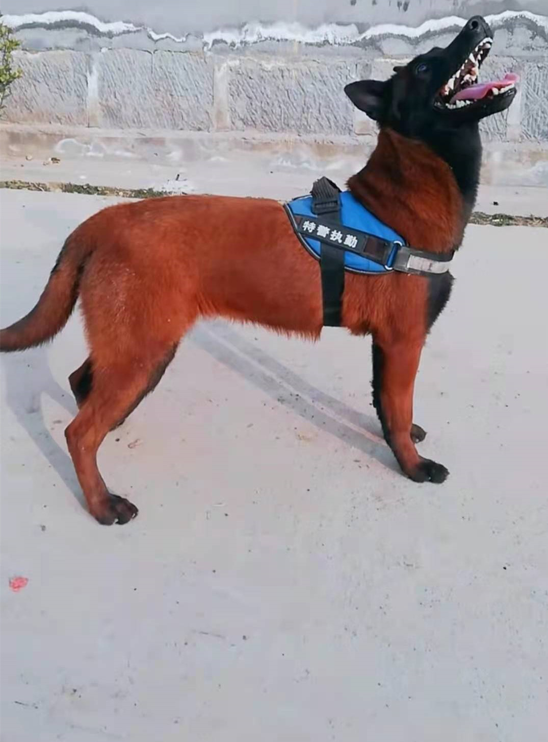 马犬幼犬纯种警犬黑红