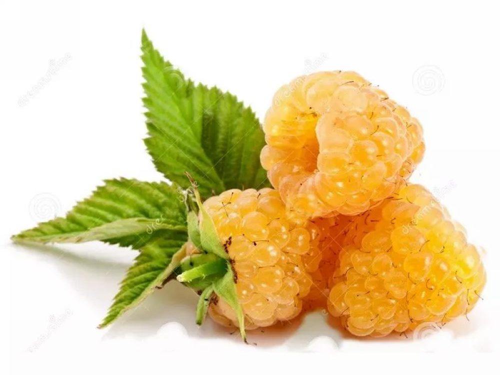 黄树莓金丰11月甜不奇迹橙色金克维秋黄金克波兰果树