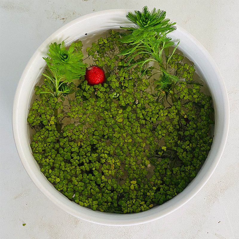 水生植物净化水质水葫芦浮萍养鱼养龟鱼缸造景鱼塘狐尾草水草种子