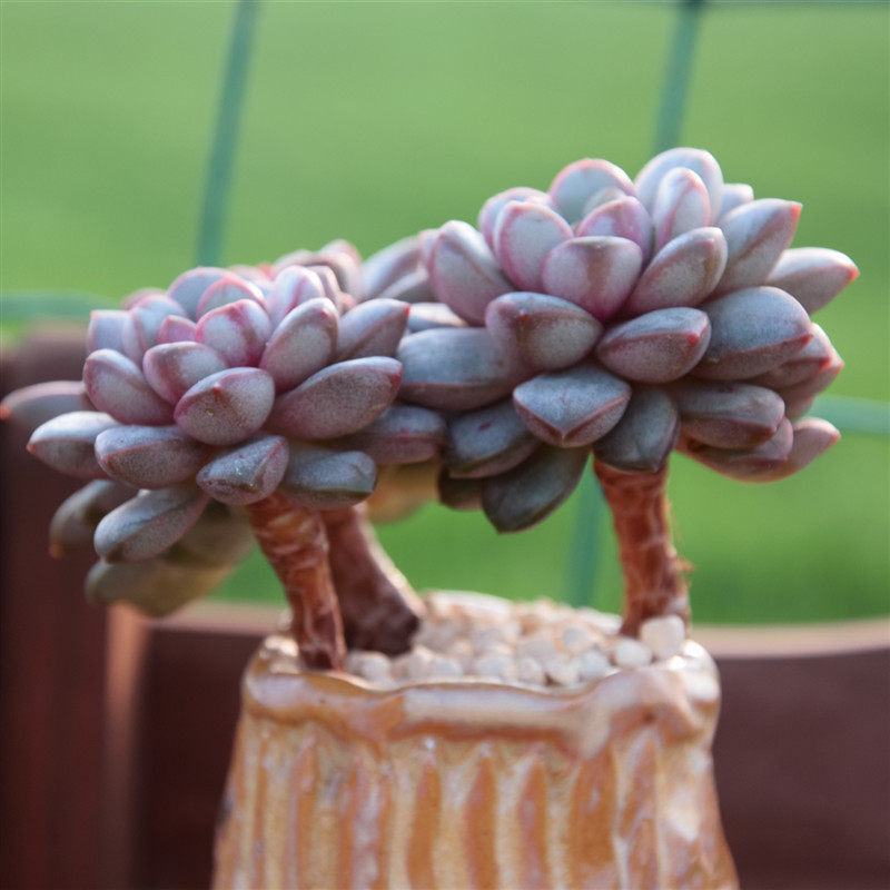 【葡萄老桩】3-4头葡萄老桩可爱木质杆子精品多肉植物