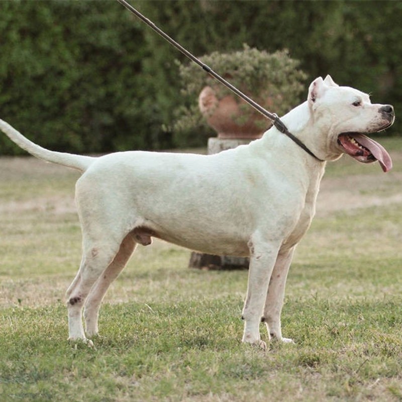 杜高犬幼犬纯种幼崽阿根廷大型猛犬狩猎k犬斗犬斗狗活体家养出售