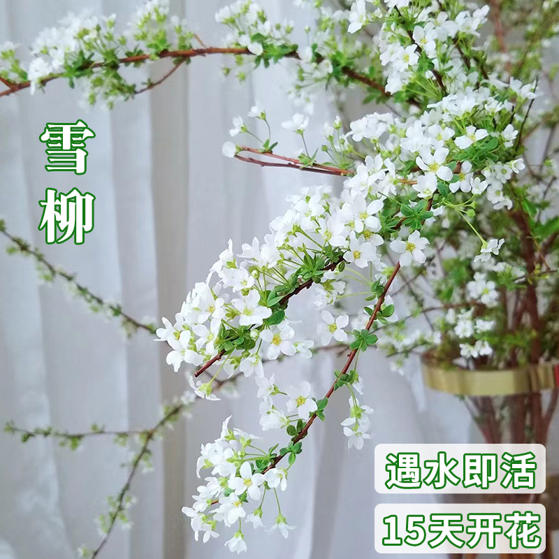 花卉苗