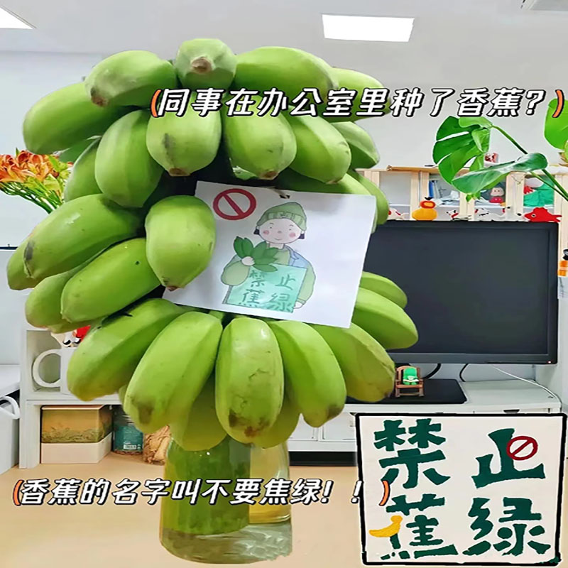 禁止蕉绿整串苹果蕉办公桌室水培香蕉